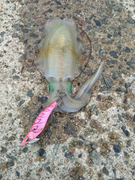 日本海エギング