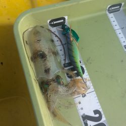 今年はサイズ関係なく深い