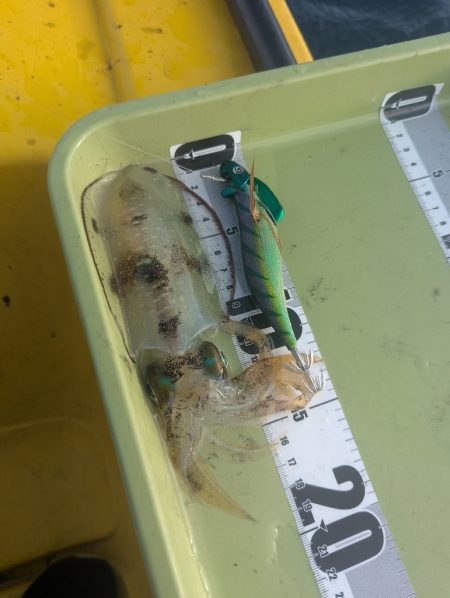 今年はサイズ関係なく深い