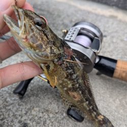 広島ライトゲーム8目47匹！