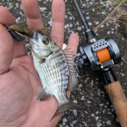 広島チニングイベント「回数杯」参戦！