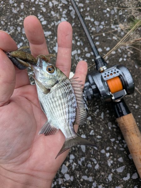広島チニングイベント「回数杯」参戦！