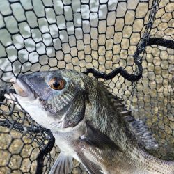 丸1日広島河川チニング