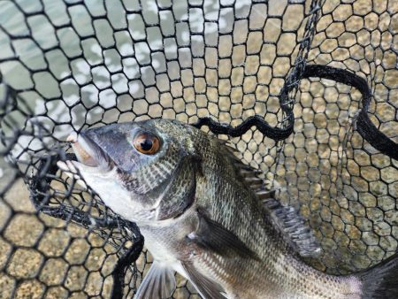 丸1日広島河川チニング