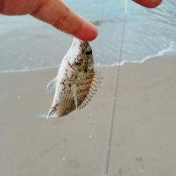キス釣り、ヘチ釣り
