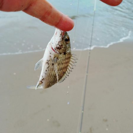 キス釣り、ヘチ釣り