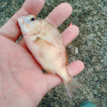 イカリベンジ？