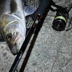 市内河川シーバス