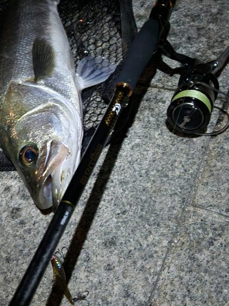 市内河川シーバス