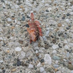 三浦半島でタコ🐙との出会い！