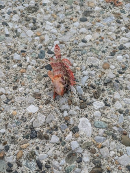 三浦半島でタコ🐙との出会い！