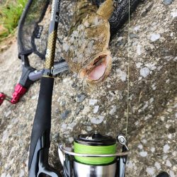 チニングのはずが…