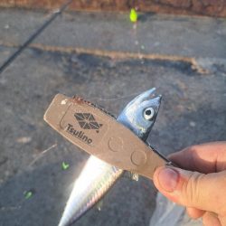 渋めサヨリからのサビキ