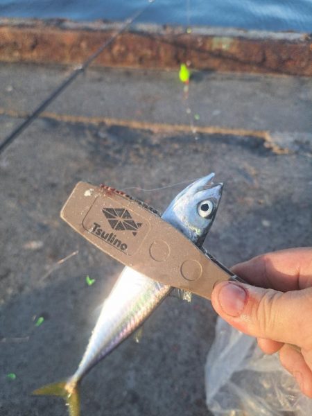 渋めサヨリからのサビキ