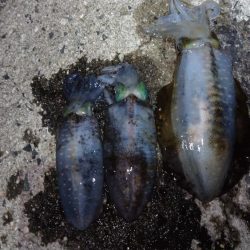 明石アオリイカ釣行