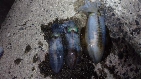 明石アオリイカ釣行