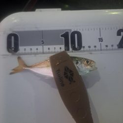 太刀魚不発のアジ釣り