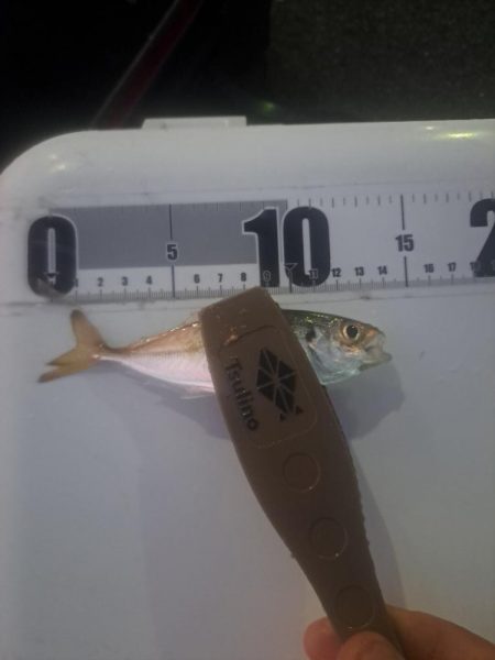 太刀魚不発のアジ釣り