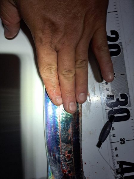 やっと釣れた真夜中太刀魚ウキ釣り