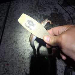 飛ばしサビキとズボ釣りの二刀流