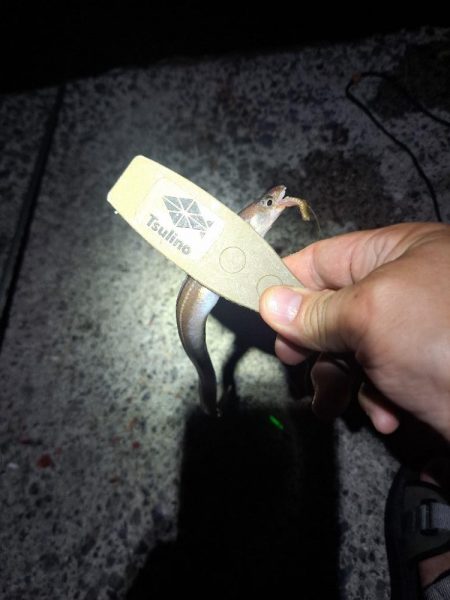 飛ばしサビキとズボ釣りの二刀流