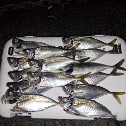 届けば釣れる中アジ