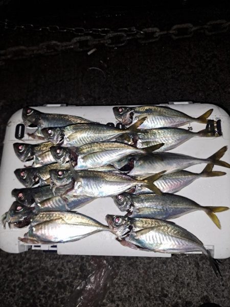 届けば釣れる中アジ