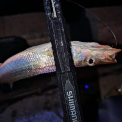 地元豆アジ好調