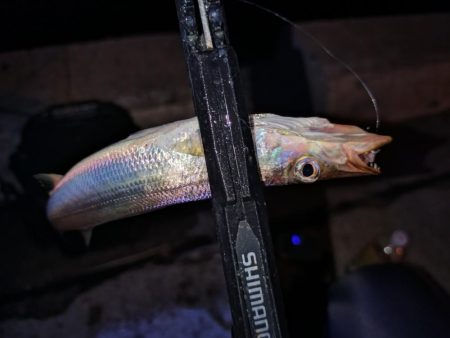 地元豆アジ好調