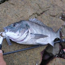 雨上がりチヌトップ