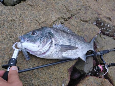 雨上がりチヌトップ
