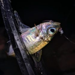 ご近所アジング