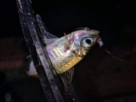 ご近所アジング