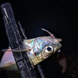 短時間アジング