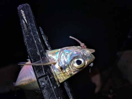 短時間アジング