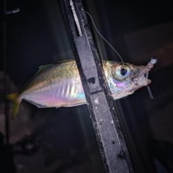 近所で好調アジング