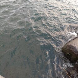 キジハタ1匹のみ