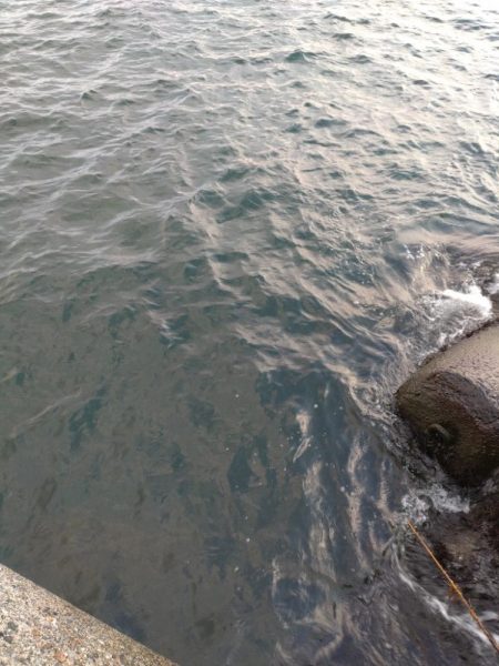 キジハタ1匹のみ