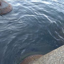 障泥ツ抜け、カマス、キジハタ（お）