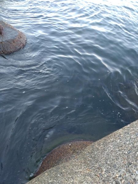 障泥ツ抜け、カマス、キジハタ（お）