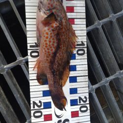 キジハタ1匹.ネンブツダイ1匹、障泥4杯！