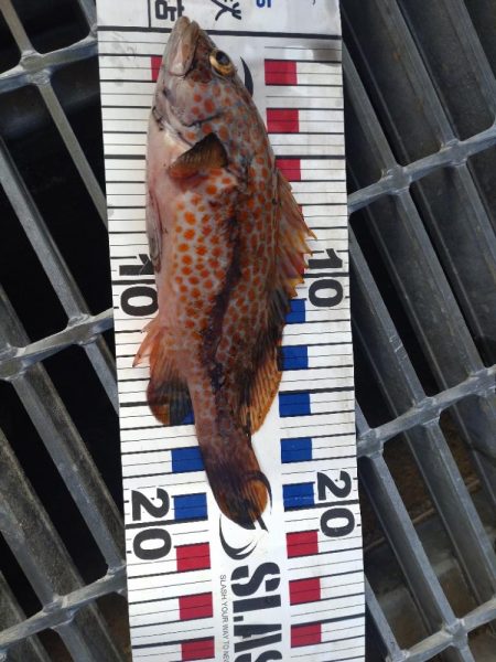 キジハタ1匹.ネンブツダイ1匹、障泥4杯！