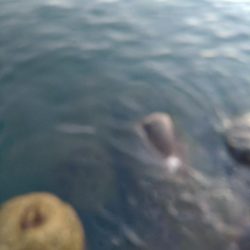 障泥烏賊4杯!1杯逃亡!