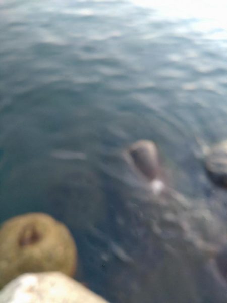 障泥烏賊4杯!1杯逃亡!