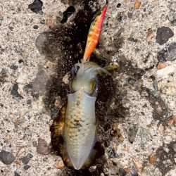 障泥烏賊4杯！（お）