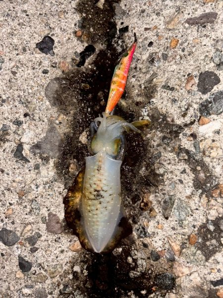 障泥烏賊4杯！（お）