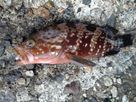 キジハタ、カサゴなど（お）