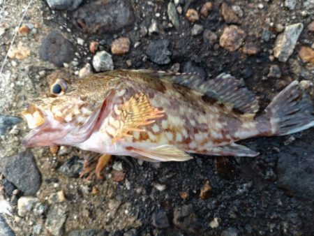 胴長17センチ！障泥1