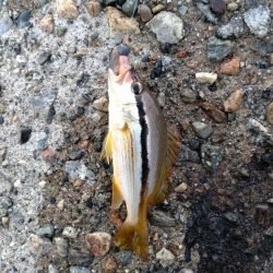 アオリ、小魚多数（じ）