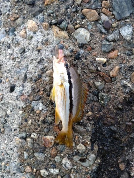 アオリ、小魚多数（じ）